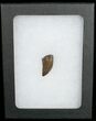 Nanotyrannus Tooth From South Dakota #11911-2